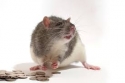 Top-Money-Spells-usa-uk-Amsterdam-New-York-Spiritual-Rats-Sangoma-Spiritual-traditional-Healer--27634299958